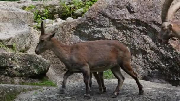 Jovem Bebê Montanha Ibex Uma Rocha Capra Ibex Parque Alemão — Vídeo de Stock