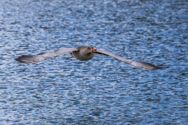 Anser anser, Anatidae familyasından Anatidae familyasından bir kaz türü. Burada havada uçuyor..