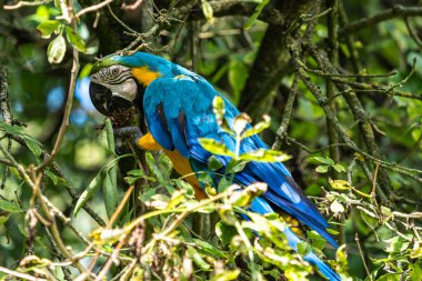 Mavi ve sarı papağan, Ara aratyası, mavi ve altın papağanı olarak da bilinir, çoğunlukla mavi üst kısımları ve açık turuncu alt kısımları olan büyük bir Güney Amerika papağanıdır.