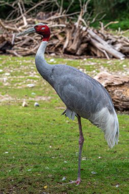 Sarus vinci, Grus antigone Hindistan 'ın Güneydoğu Asya ve Avustralya' nın bazı bölgelerinde bulunan büyük bir göçmen olmayan turnadır..