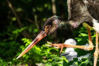 Kara leylek, Ciconia nigra leylek familyasından büyük bir kuş türü..