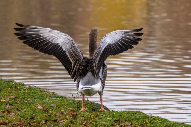 Anser anser, Anatidae familyasından Anatidae familyasından bir kaz türü..