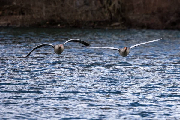 Die Graugans Anser Anser Ist Eine Art Großgans Aus Der — Stockfoto