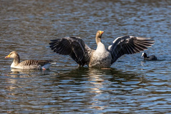 Greylag Goose Anser Anser Species Large Goose Waterfowl Family Anatidae — Stock Photo, Image