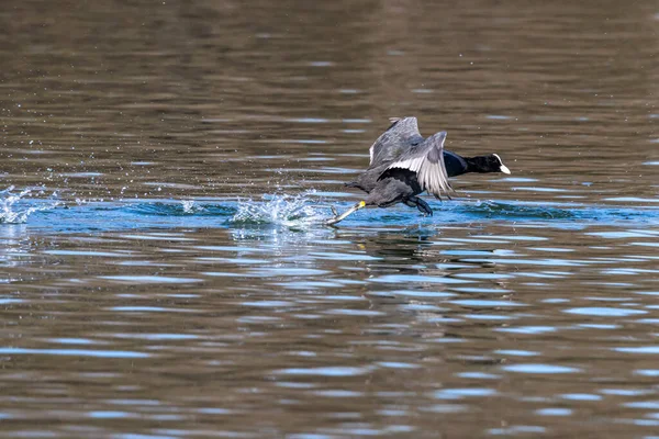 Fulica Atra Também Conhecida Como Coot Comum Uma Ave Família — Fotografia de Stock