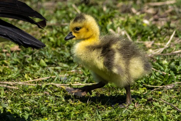 Close Beautiful Yellow Fluffy Canada Goose Baby Gosling Spring Branta — Stock Photo, Image