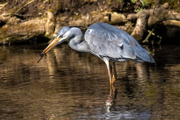 While fishing in the moving water this grey heron, Ardea cinerea successfully caught a fish. This is a long-legged predatory wading bird of the heron family, Ardeidae
