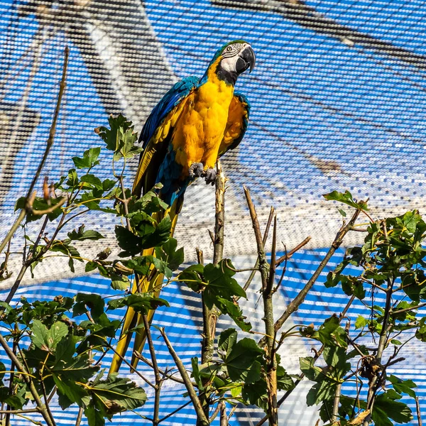 노란색의 마카우 Blue Yellow Macaw 황금색의 마카우 Ara Ararauna 대부분 — 스톡 사진