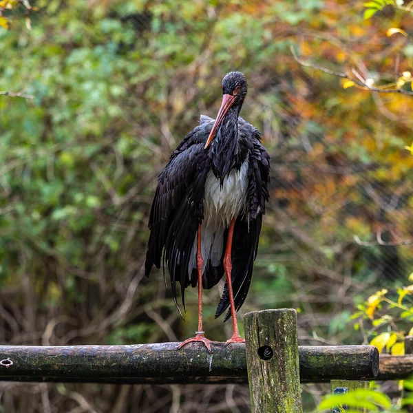 Черный Аист Ciconia Nigra Крупная Птица Семейства Аистов Ciconiidae — стоковое фото