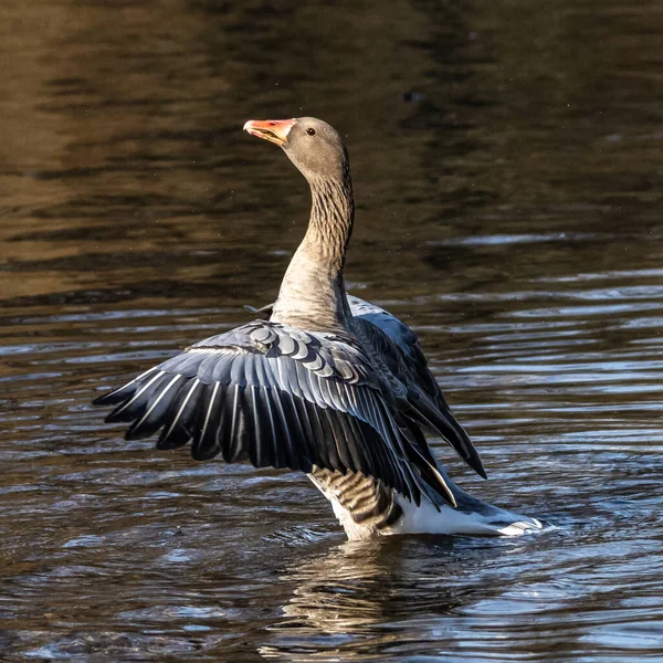 Gęś Siwa Anser Anser Gatunek Gęsi Rodziny Anatidae Anatidae Należący — Zdjęcie stockowe