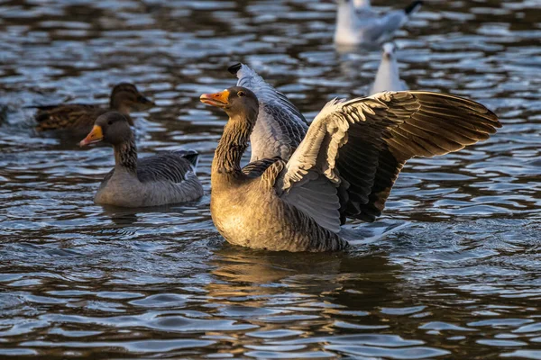 Greylag Goose Anser Anser Species Large Goose Waterfowl Family Anatidae — Stock Photo, Image