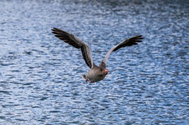 Anser anser, Anatidae familyasından Anatidae familyasından bir kaz türü. Burada havada uçuyor..