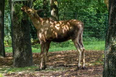 Avrupa geyiği, Alces alces, geyik olarak da bilinir. Vahşi yaşam hayvanı.