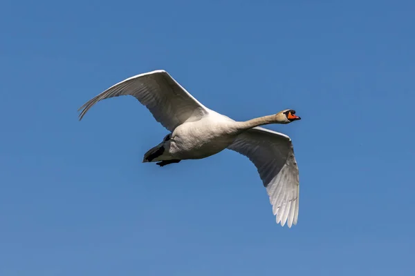 Dilsiz Kuğu Dilsiz Kuğu Anatidae Familyasından Bir Kuğu Türüdür Burada — Stok fotoğraf