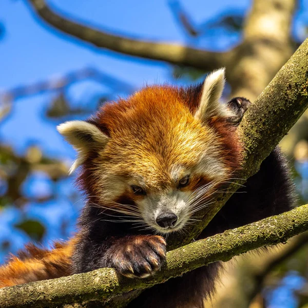 Panda Rojo Ailurus Fulgens También Llamado Panda Menor Oso Gato — Foto de Stock