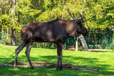 Avrupa geyiği, Alces alces, geyik olarak da bilinir. Vahşi yaşam hayvanı.