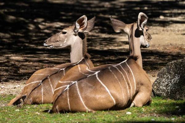Das Gemeinsame Land Taurotragus Oryx Auch Bekannt Als Das Südliche — Stockfoto