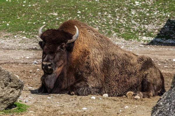 The American bison or simply bison, also commonly known as the American buffalo or simply buffalo, is a North American species of bison that once roamed North America in vast herds.