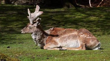 Fallow deer, Dama mezopotamya, Cervidae familyasından bir memeli türü..