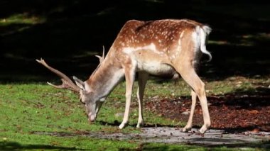Fallow deer, Dama mezopotamya, Cervidae familyasından bir memeli türü..