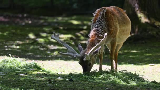 Daino Dama Mesopotamica Mammifero Ruminante Appartenente Alla Famiglia Dei Cervidae — Video Stock