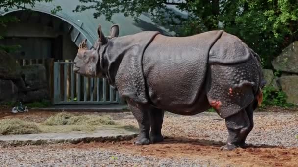 Індійський Rhinoceros Rhinoceros Unicornis Також Називають Великим Однорогом Rhinoceros Азійських — стокове відео