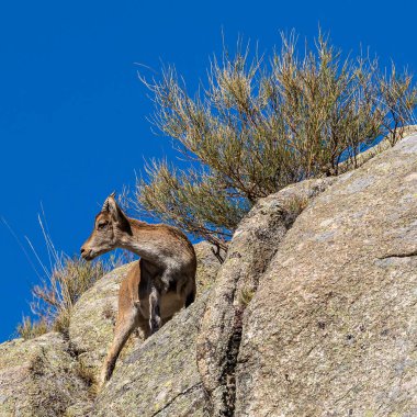 İber dağ keçisi, Capra pyrenaica Navacepeda yakınlarındaki Gredos dağlarında, Kastilya Leon İspanya. İspanyol vahşi keçisi ya da İber vahşi keçisi, dört alt türü olan bir dağ keçisi türüdür..
