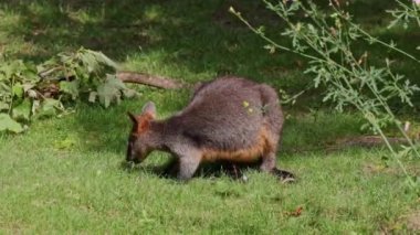 Wallaby bataklığı, Wallabia bicolor, küçük kangurulardan biridir. Bu valabi aynı zamanda siyah valabi olarak da bilinir.