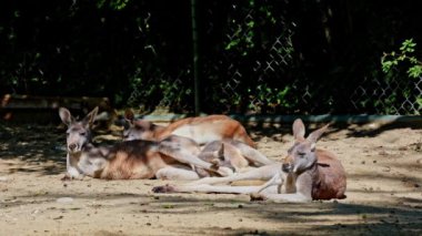 Kırmızı kanguru, Macropus Rufus tüm kanguruların en büyüğü, Avustralya 'ya özgü en büyük karasal memeli ve mevcut en büyük keseli hayvandır..