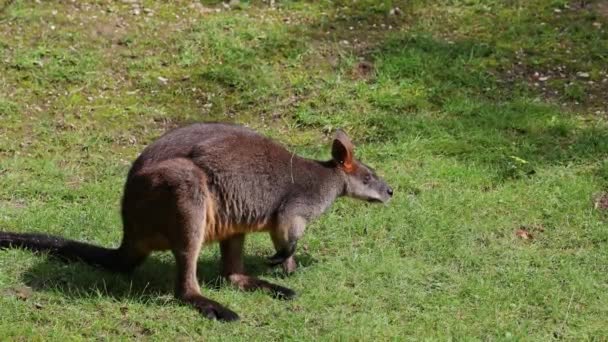 Bagno Wallaby Dwukolorowy Wallabia Jest Jednym Mniejszych Kangurów Ściana Jest — Wideo stockowe