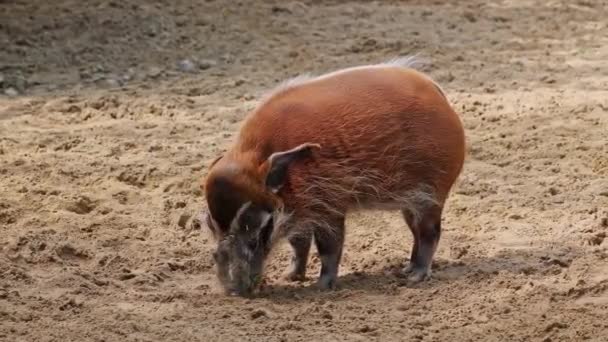 Cerdo Rojo Del Río Potamochoerus Porcus También Conocido Como Cerdo — Vídeo de stock