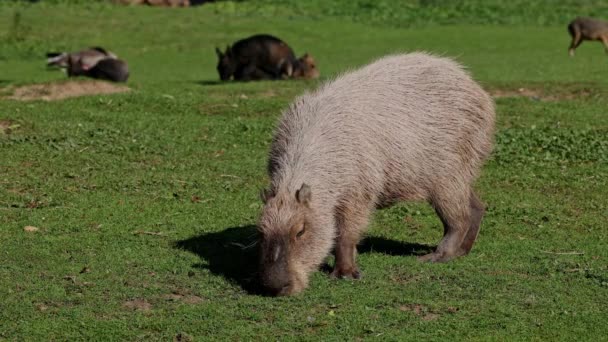 Capybara Hydrochoerus Hydrochaeris Největší Existující Hlodavec Světě Jeho Nejbližšími Příbuznými — Stock video