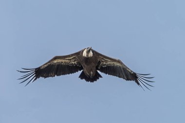 Griffon akbabası, Gyps Fulvus Monfrague Ulusal Parkı 'nda Salto del Gitano' da uçuyor. Caceres, Extremadura, İspanya.