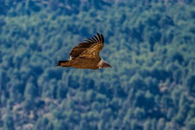 Griffon akbabaları, Una, İspanya 'daki Serrania de Cuenca' da uçan Gyps fulvus. La Raya ve El Escaleron Una 'da
