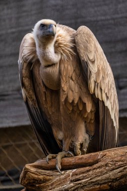 Griffon akbabası, Jerez de la Frontera 'da Gyps fulvus, İspanya' da Endülüs