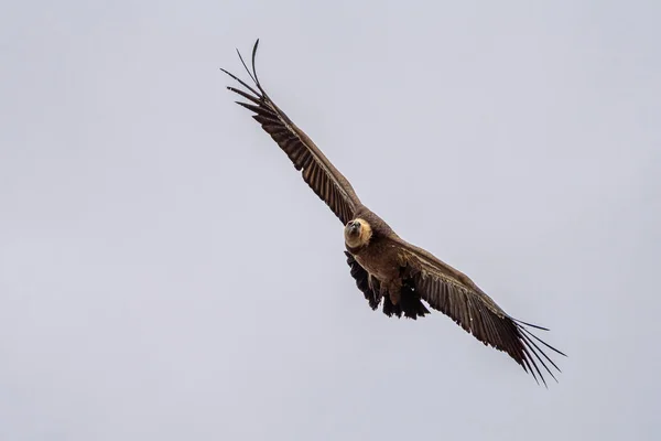 Gänsegeier Gyps Fulvus Fliegen Den Salto Del Gitano Monfrague Nationalpark — Stockfoto