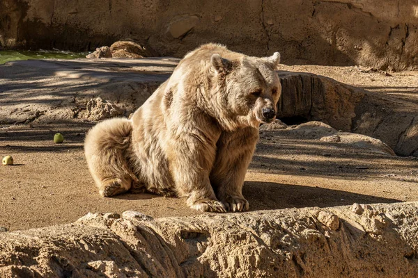 Urso Pardo Ursus Arctos Deserto Tabernas Andaluzia Espanha Europa — Fotografia de Stock