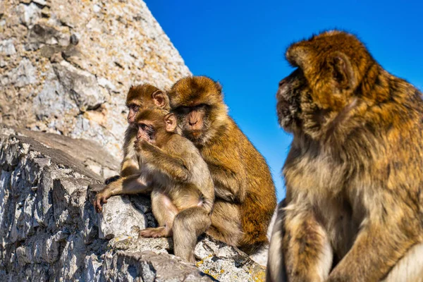 Close Wild Macaque Gibraltar Monkey One Most Famous Attractions British Stock Picture