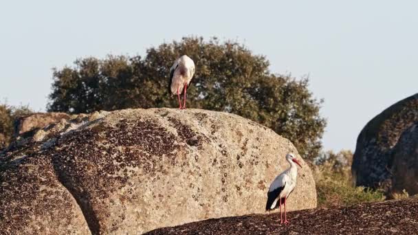 Ciconia Ciconia Storks Kolonisi Los Barruecos Doğal Anıtı Nda Korunan — Stok video