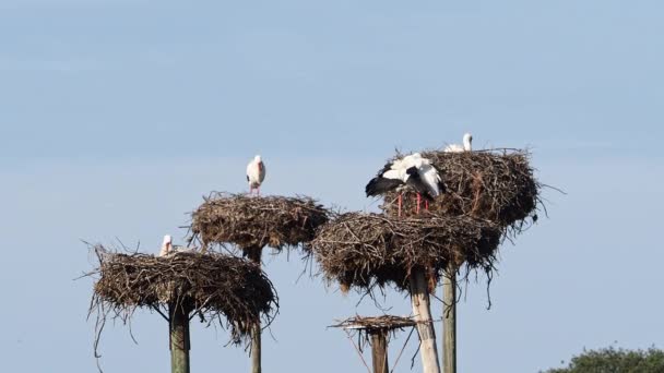 Ciconia Ciconia Storks Colonia Protected Area Los Barruecos Natural Monument — стокове відео