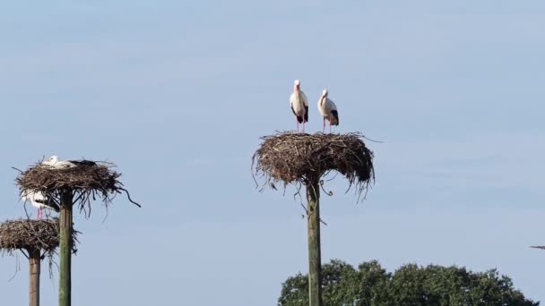 Ciconia Ciconia Storks Colony Protected Area Los Barruecos Natural Monument — 비디오