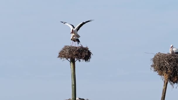 White Storks Ciconia Ciconia Mating Nest Wild Animals Copulating Los — Stock Video