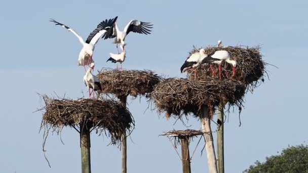 둥지에서 짝짓기를 합니다 Los Barruecos Natural Monument Malpartida Caceres Extremadura — 비디오