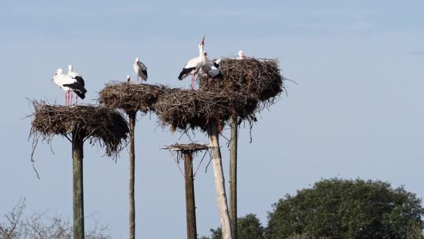 Ciconia Ciconia Storks Colony Protected Area Los Barruecos Natural Monument — 图库视频影像