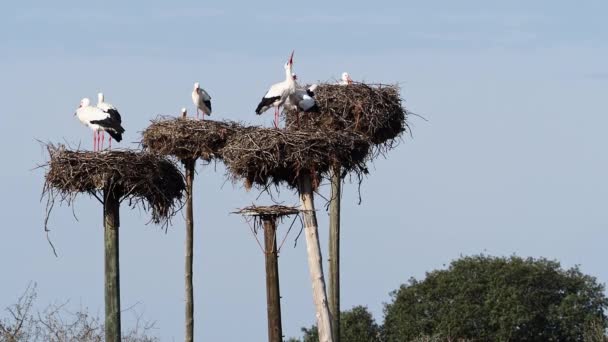 Ciconia Ciconia Colonia Cigüeñas Área Protegida Del Monumento Natural Los — Vídeos de Stock