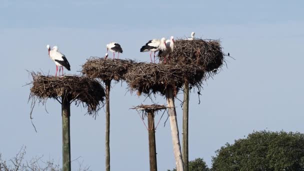 Cigüeñas Blancas Ciconia Ciconia Apareándose Nido Animales Salvajes Copulando Monumento — Vídeo de stock