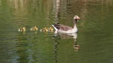 Küçük bebekleri olan gri lag kazları ailesi. Gri-lag kaz, Anser anser, Anatidae familyasından bir kaz türü.
