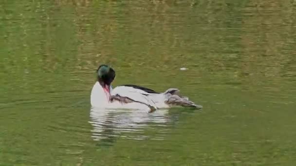 Merganser Goosander Mergus Merganser Berenang Danau Kleinhesseloher Taman Inggris Munich — Stok Video