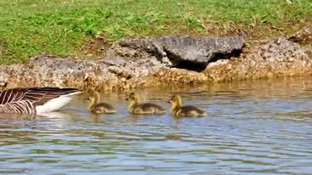 Family Greylag Geese Small Babies Greylag Goose Anser Anser Large — Stock Video
