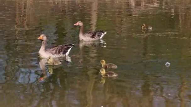 Keluarga Angsa Greylag Dengan Bayi Kecil Angsa Greylag Anser Anser — Stok Video